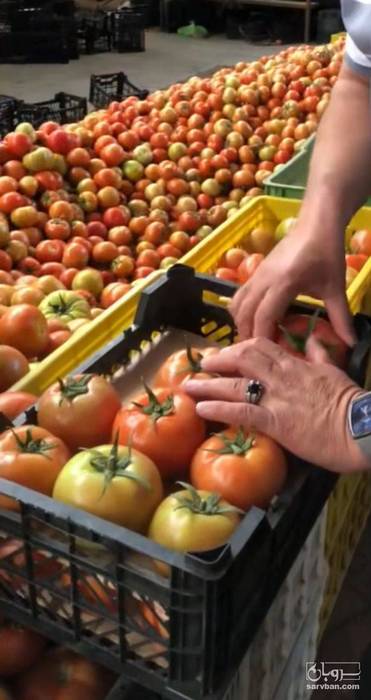 فروش گوجه فرنگی
