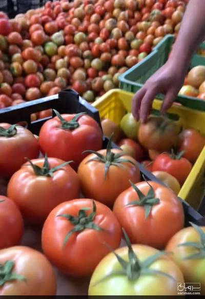 فروش گوجه فرنگی