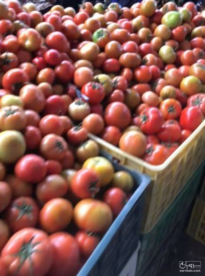 فروش گوجه فرنگی