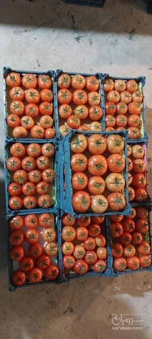 فروش گوجه فرنگی 4129