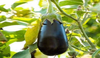 فروش بادمجان1854