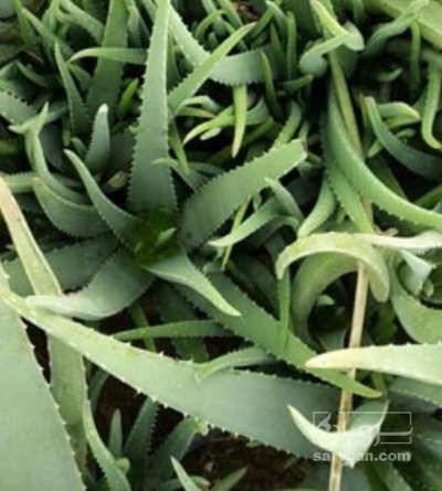 فروش آلوئه ورا پاجوش