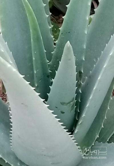 فروش آلوئه ورا برگ