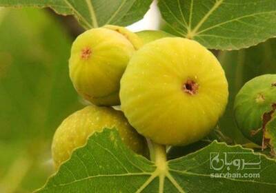 فروش انجیر  سبز محلی