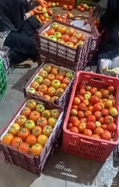 فروش گوجه فرنگی