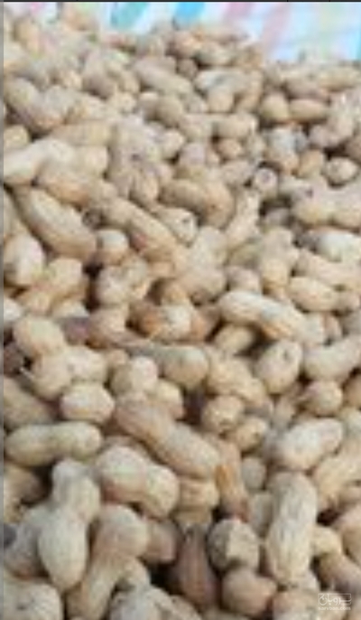 فروش بادام زمینی