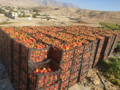 فروش گوجه فرنگی1037