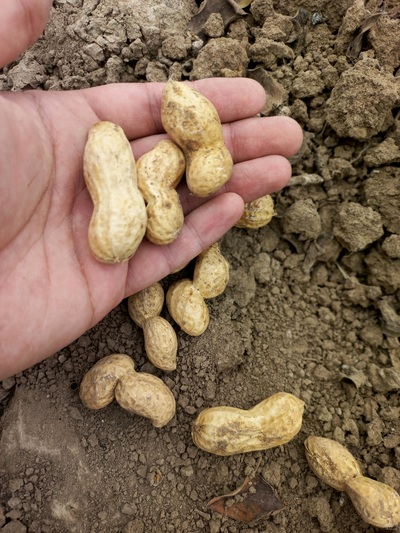 فروش بادام زمینی