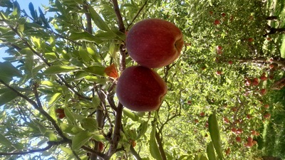 فروش سیب قرمز