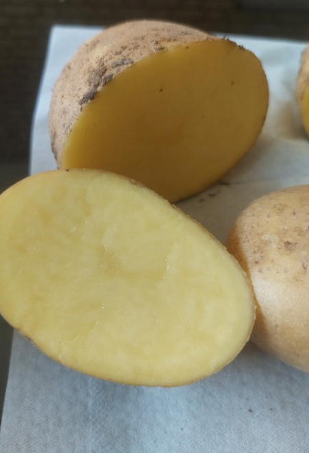 فروش سیب زمینی جلی