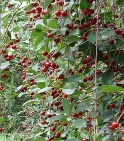 فروش آلبالو