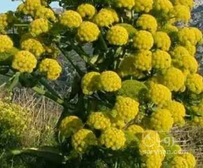 فروش   اسانس باریجه