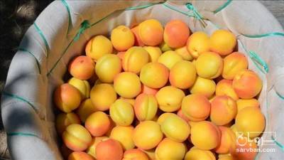 فروش زردآلو
