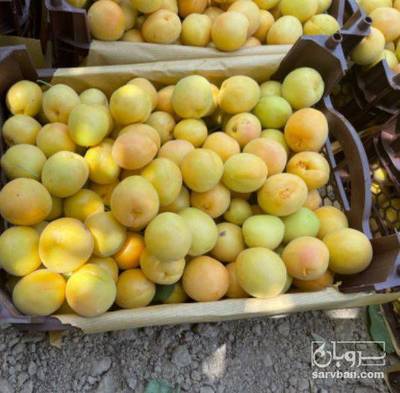 فروش زردآلو