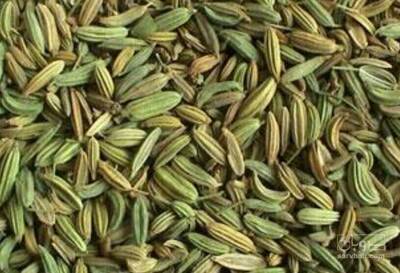 فروش رازیانه