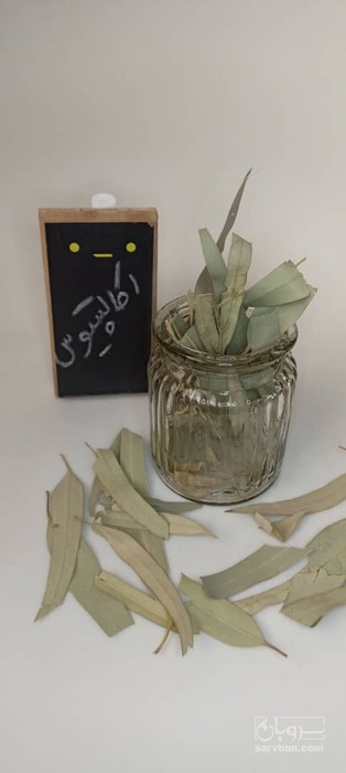 فروش اکالیپتوس