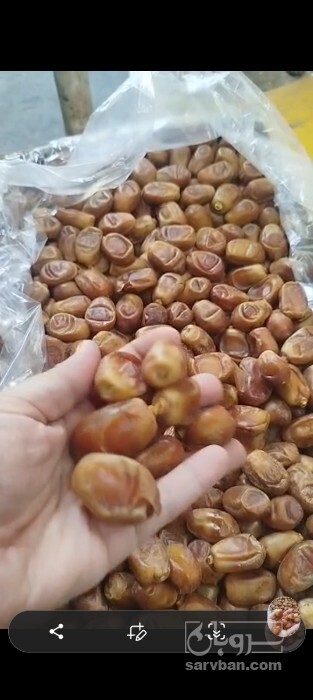 فروش خرما