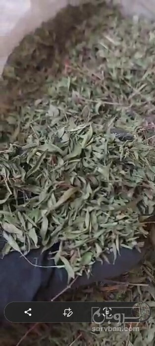 فروش کاکوتی (گیاه‌ دارویی)
