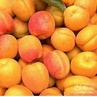 فروش زردآلو