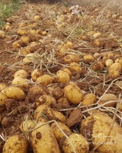 فروش سیب زمینی جلی