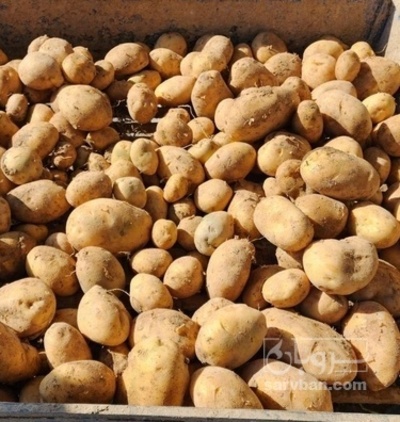 فروش سیب زمینی اگریا خوراکی بذری