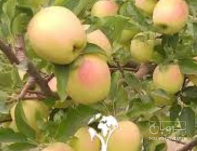 فروش سیب زرد