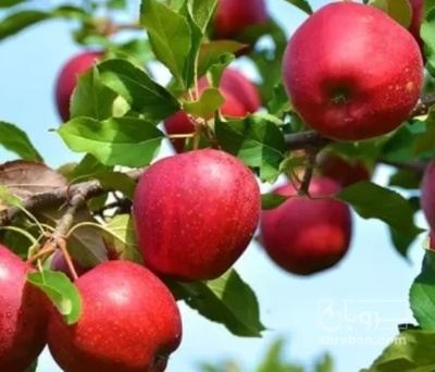 فروش سیب قرمز