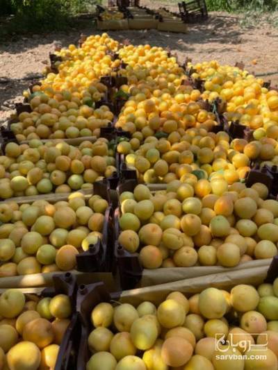 فروش زردآلو