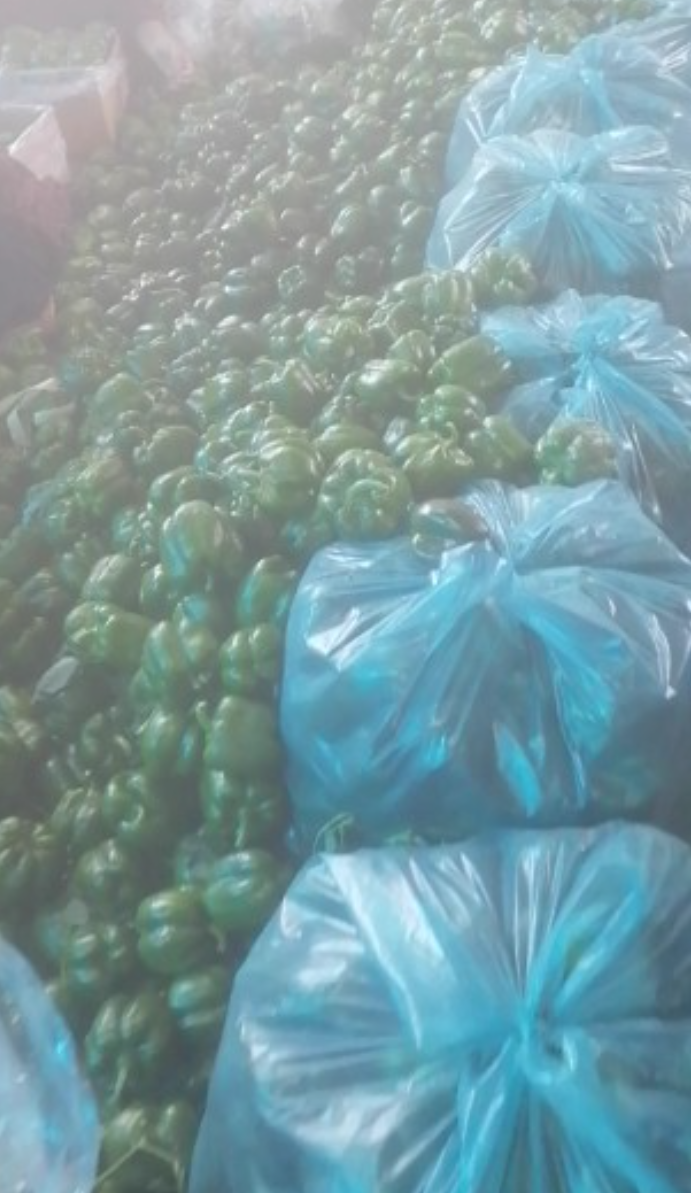 فروش فلفل دلمه ای سبز