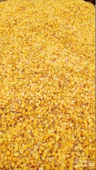 فروش کشمش طلایی ملکان