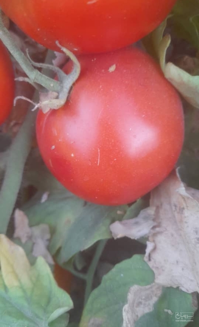 فروش گوجه فرنگی