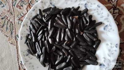 فروش آفتابگردان