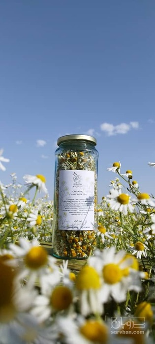 فروش بابونه