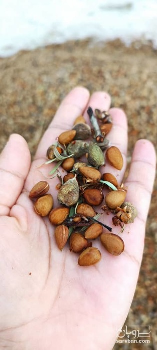 فروش بادام کوهی