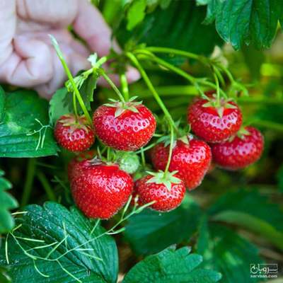 فروش توت فرنگی