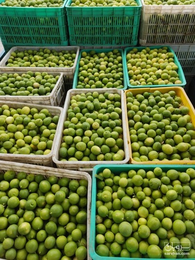 فروش لیموترش