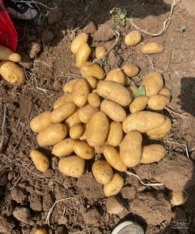 فروش سیب زمینی