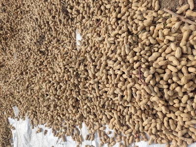 فروش بادام زمینی