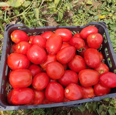 فروش گوجه فرنگی بروبیا