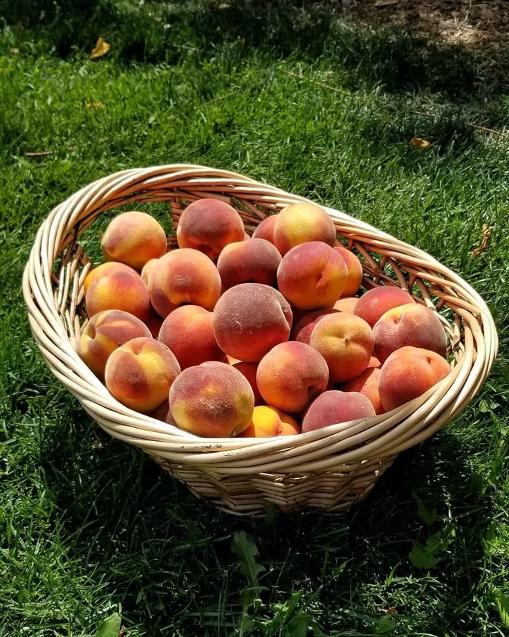 فروش هلومغان