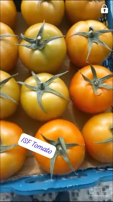 فروش گوجه فرنگی4129