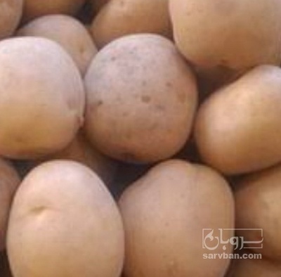 فروش سیب زمینی اگریا