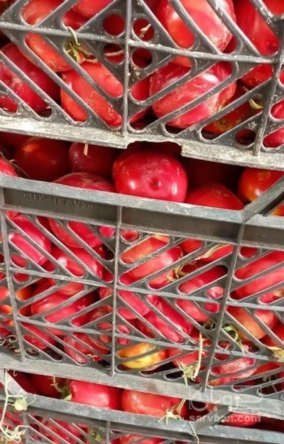 فروش گوجه فرنگی هوای ازاد