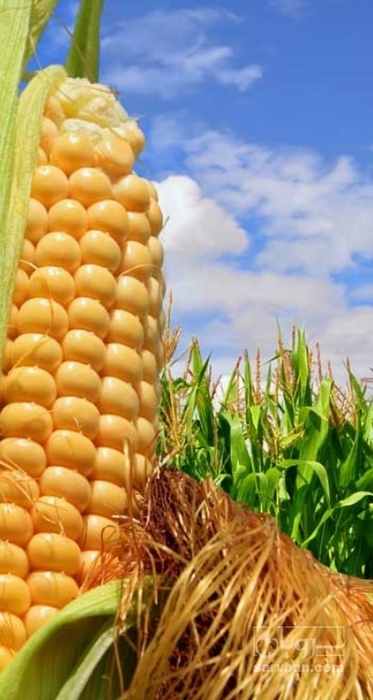 فروش ذرت مکزیکی