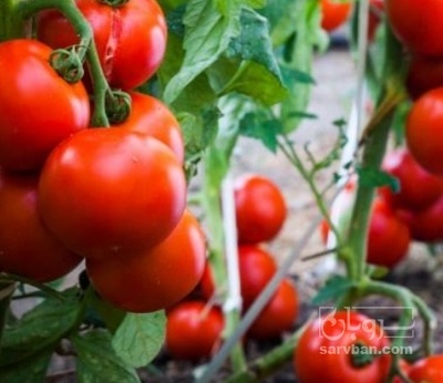 فروش گوجه فرنگی