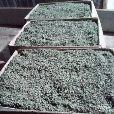 فروش مرزنجوش