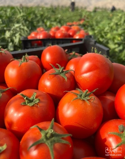 فروش گوجه فرنگی بروبیا