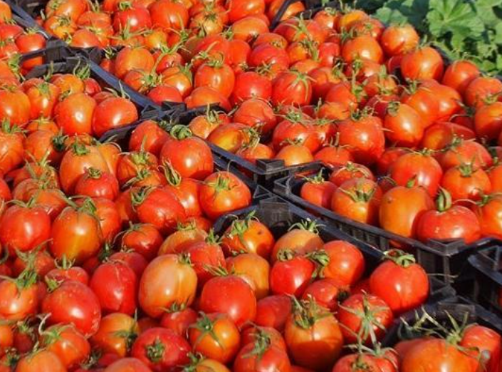 فروش گوجه فرنگی ربی