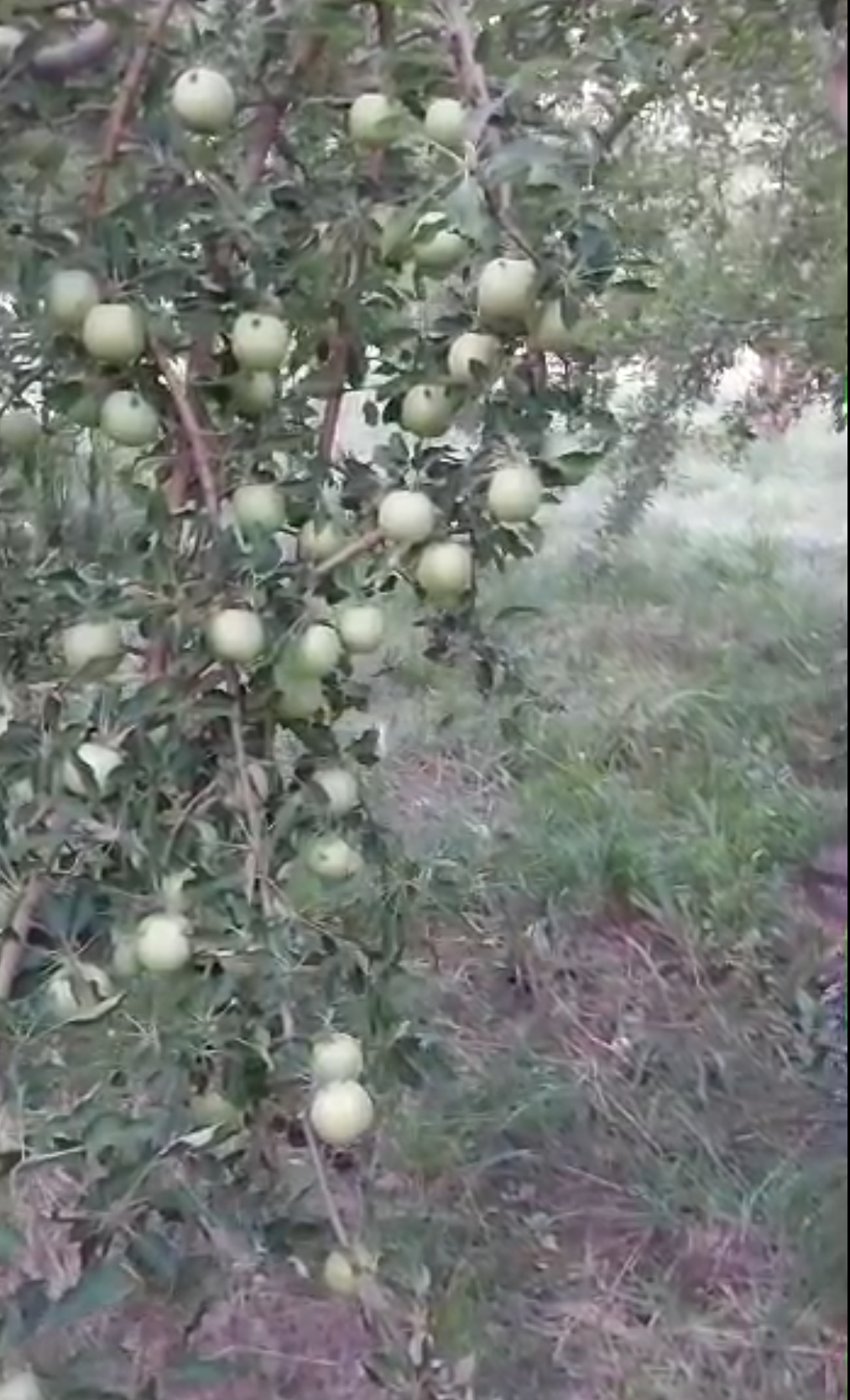 فروش سیب گلاب سردرختی