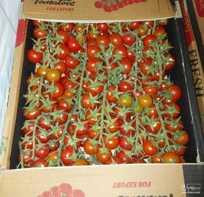 فروش گوجه فرنگی گیلاسی